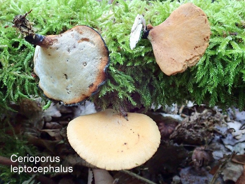 Cerioporus leptocephalus-amf1577.jpg - Cerioporus leptocephalus ; Syn1: Polyporus varius ; Syn2: Melanopus varius ; Nom français: Polypore variable